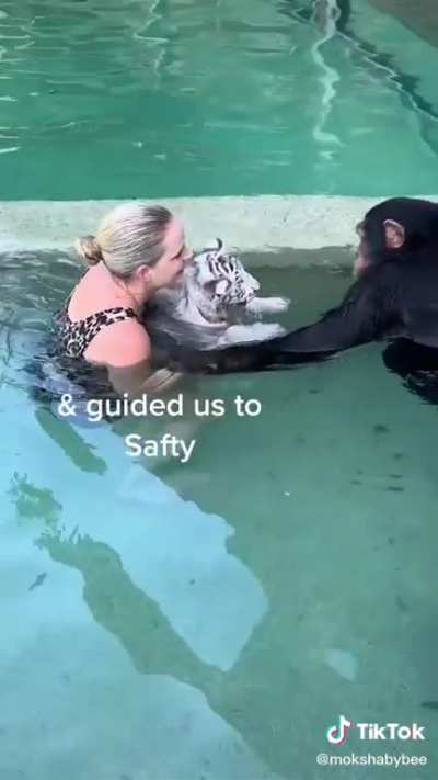 Chimpanzee caring for baby tiger