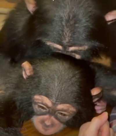 medianoche ciudad mono