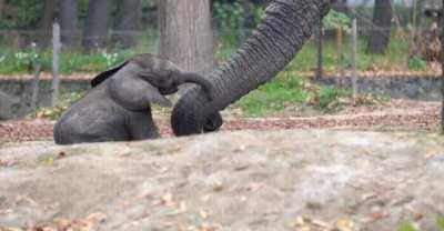 Baby elephant in local zoo charged his 5 tonne father, gets gently reminded of his size
