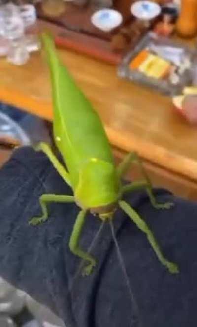 What is this bug? It's so cute... unfortunately I only have this video to go off of