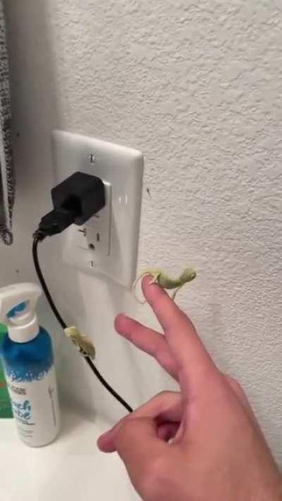 Baby chameleons help eliminate fruit flies