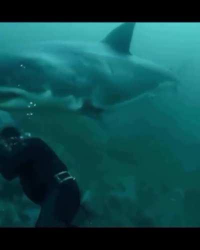 Shark nearly had a human for lunch
