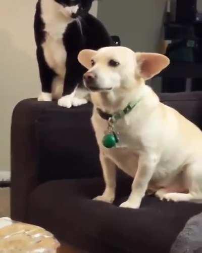 The cat was trying really hard to decide if she wanted to mess with the dog