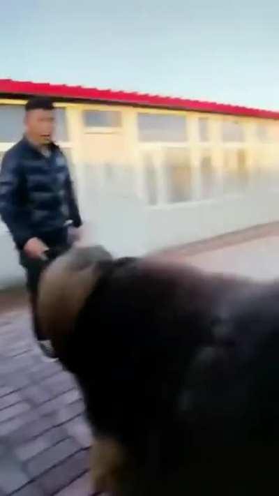 Весёлый пёсель