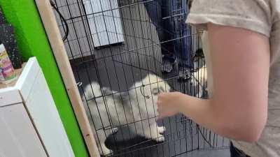 Nimbus excited for her puppy class