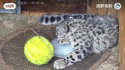 Very smol snep (tennis ball first comparison)