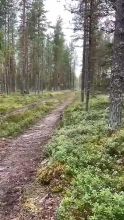 🔥 Intelligent rabbit knows the dog is following its scent, so it doubles back