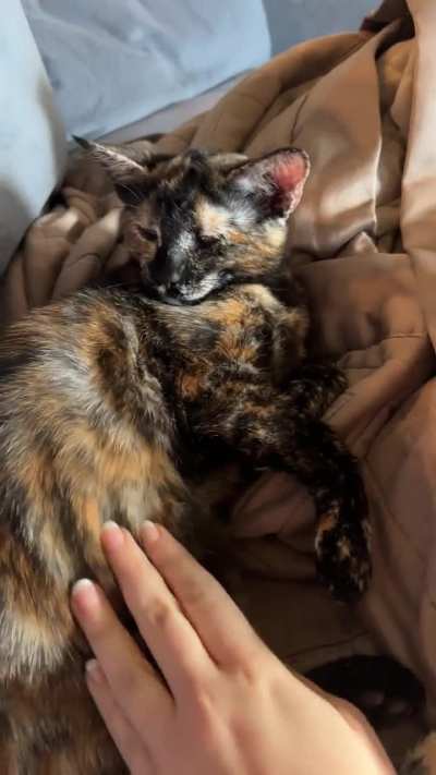 Met with tortitude for interrupting nap