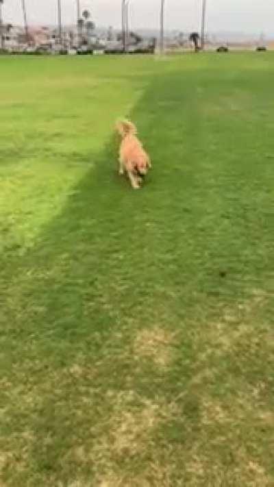 Undeniable proof that the dervish is literally a frisbee