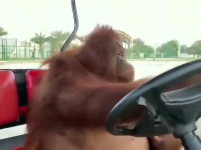 Orangutan escaping from the zoo (OC template)