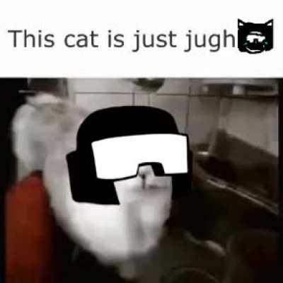 this cat just jugh 😹 😹
