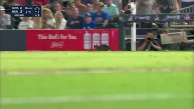 [Highlight] [Highlight] Cat on the field, in the dugout, and in the stands