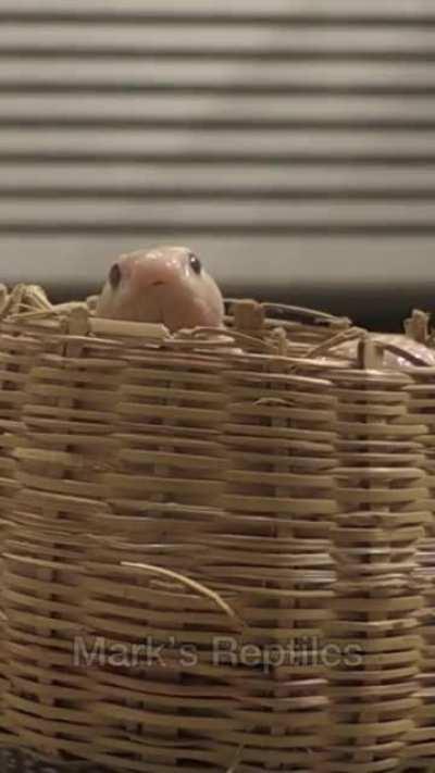 Baby Cobra, Baby Basket