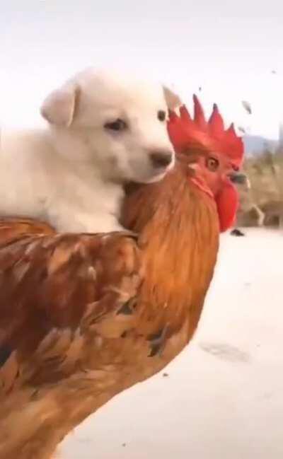 Forsen taking Peppah for a walk :)