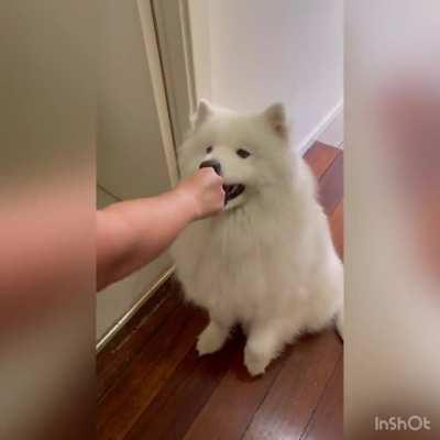 Our dog clearly isn’t the smartest dog on the block...