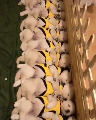 They all woke up from their nap at once