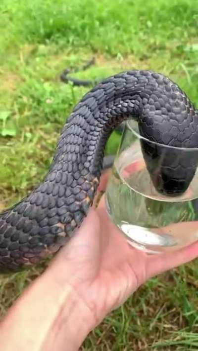 This thirsty black necked spitting cobra drinking water.