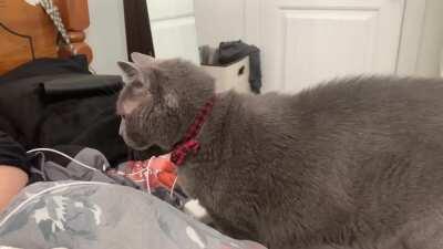 Our good boy politely asking to be petted.