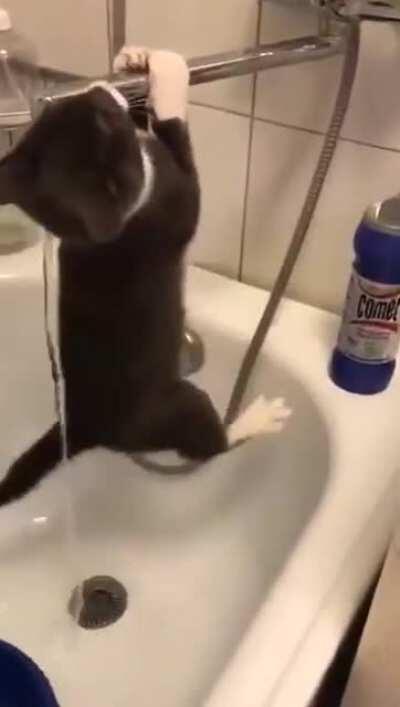 Slapstick feline