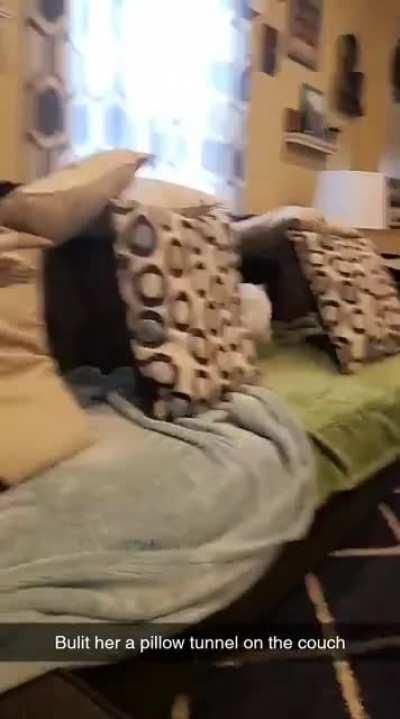 Velvet loves it when I build her pillow tunnels on the couch