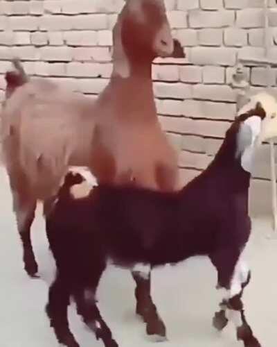 Alta facha, agradecido con el arriba 😎👌🏻