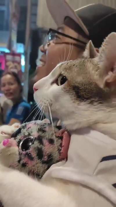 Cat enjoying the fireworks. 🥰