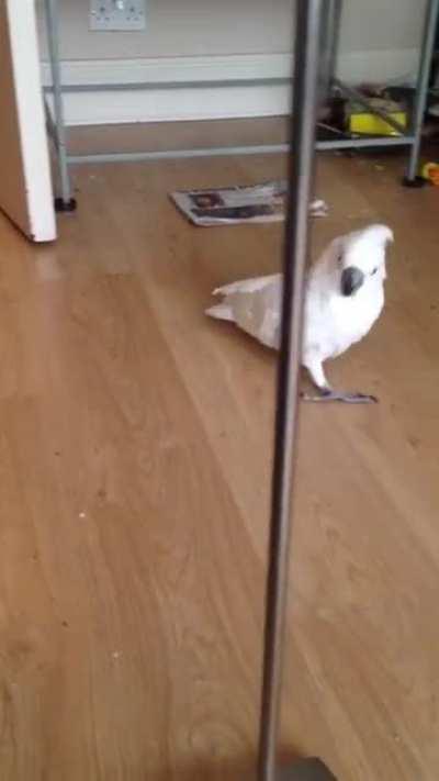 Esse pássaro me lembra o luba kkkk acho que é o jeitinho dele kkkk (link do canal que eu peguei esse vídeo:  