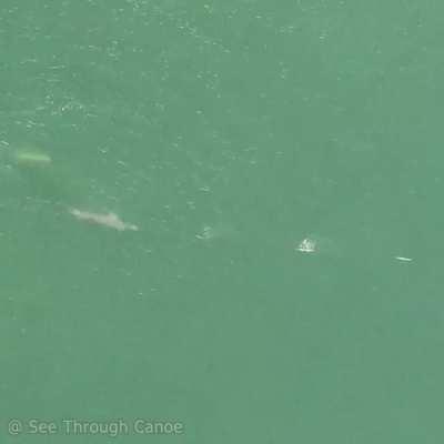 🔥 Really fast food. A Needlefish evading a Dolphin