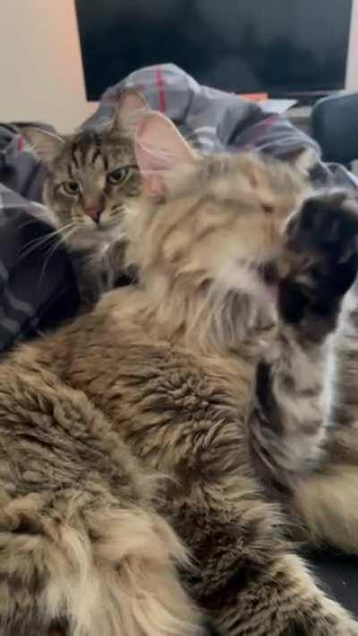 How I woke up this morning.