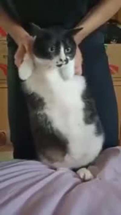 Fluid Dynamics of a cat