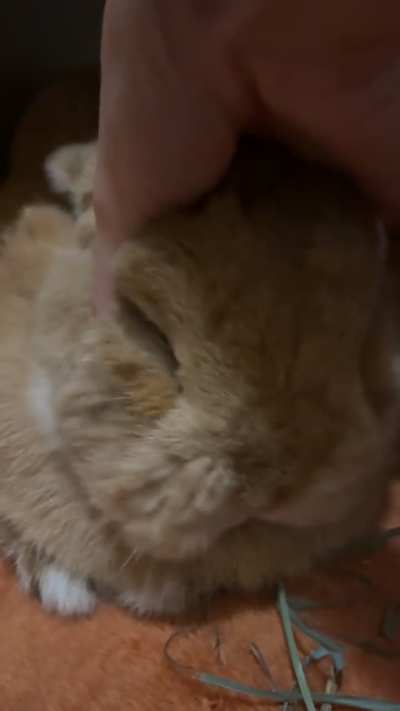 THE BREAD HAS BEEN TOASTED.