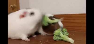 GUInEa pIG kILls OTher guINeA piG oVEr fOod.