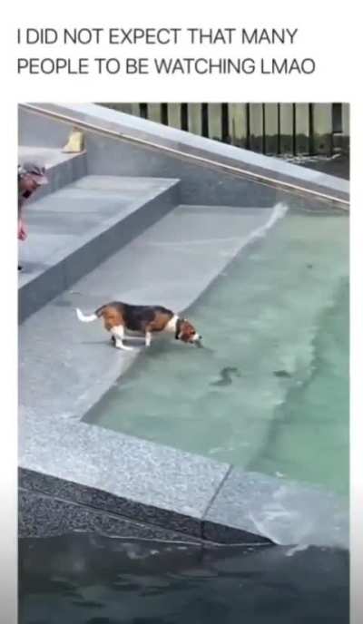 I don't know who wanted that dildo more....the dog, or the person he was taking it back to????