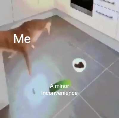 Cat+pickle=breakdance to the fourth dimension