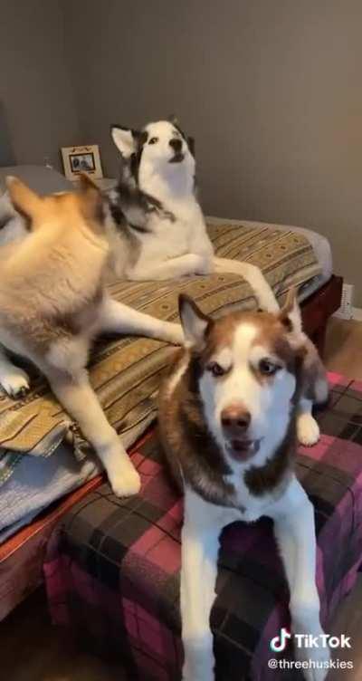 Husky discussion