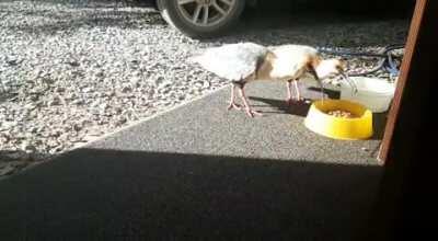 Si ya vieron el post del aguilucho lucho, ahora les presento... LAS BANDURRIAS ANAINAS