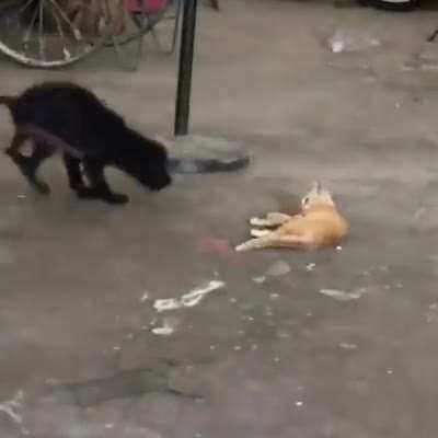 This is some Tom and Jerry vibe