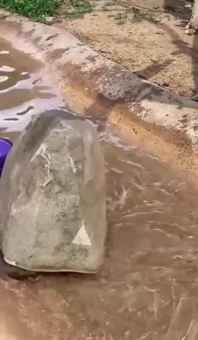 Rock Otter, stealth companion