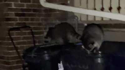 OMFG …. Posted yesterday & They’re at it again & now one’s showing the other one how to do it !!! (& as you can see do not give a care that there’s a camera with a flash or that I’m about 5 feet away from them