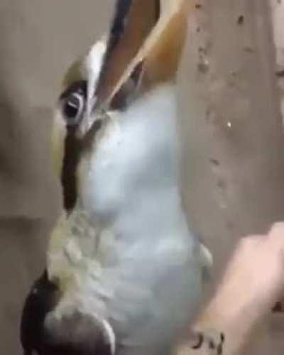 Coming to you in the next Tomorrowland event