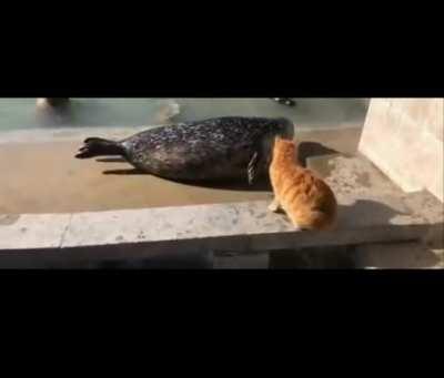 Episode III: Revenge of the Seals