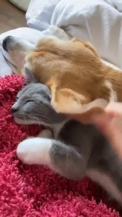 Just using the dog's ear as blanket...