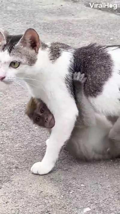This lost baby monkey was adopted by this cat
