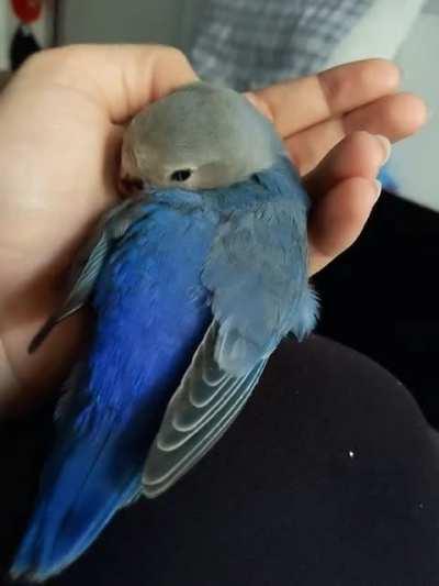 3 weeks with this one!