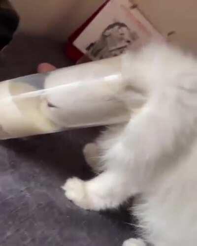 Friends cat NEEDED that milk