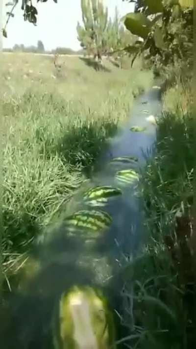 Excellent movement of watermelons to the collection point