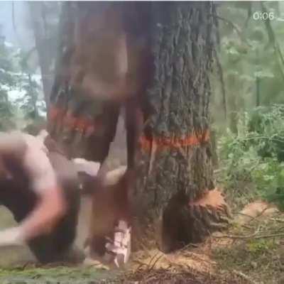 Lumberjack caught in a bad situation