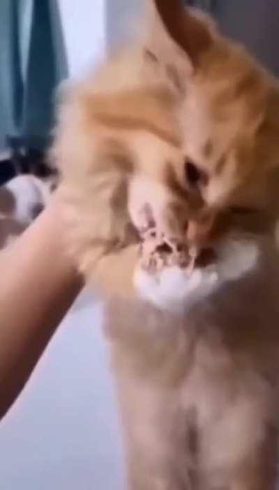 Father, I crave violence