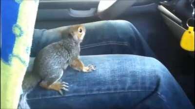 Sometimes the steering gets a little squirrely