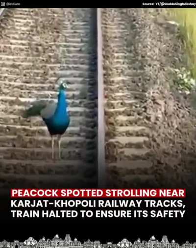 Commuters traveling on the Karjat-Khopoli railway route witnessed a rare and heartwarming moment when a peacock was seen gracefully walking along the tracks on October 20.
